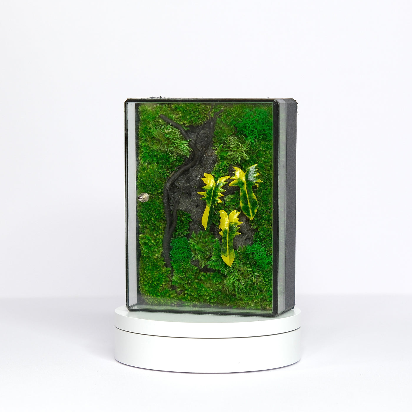 Jungle Terrarium Moss Art | Desk & Shelf Display | Glass Shadow Box