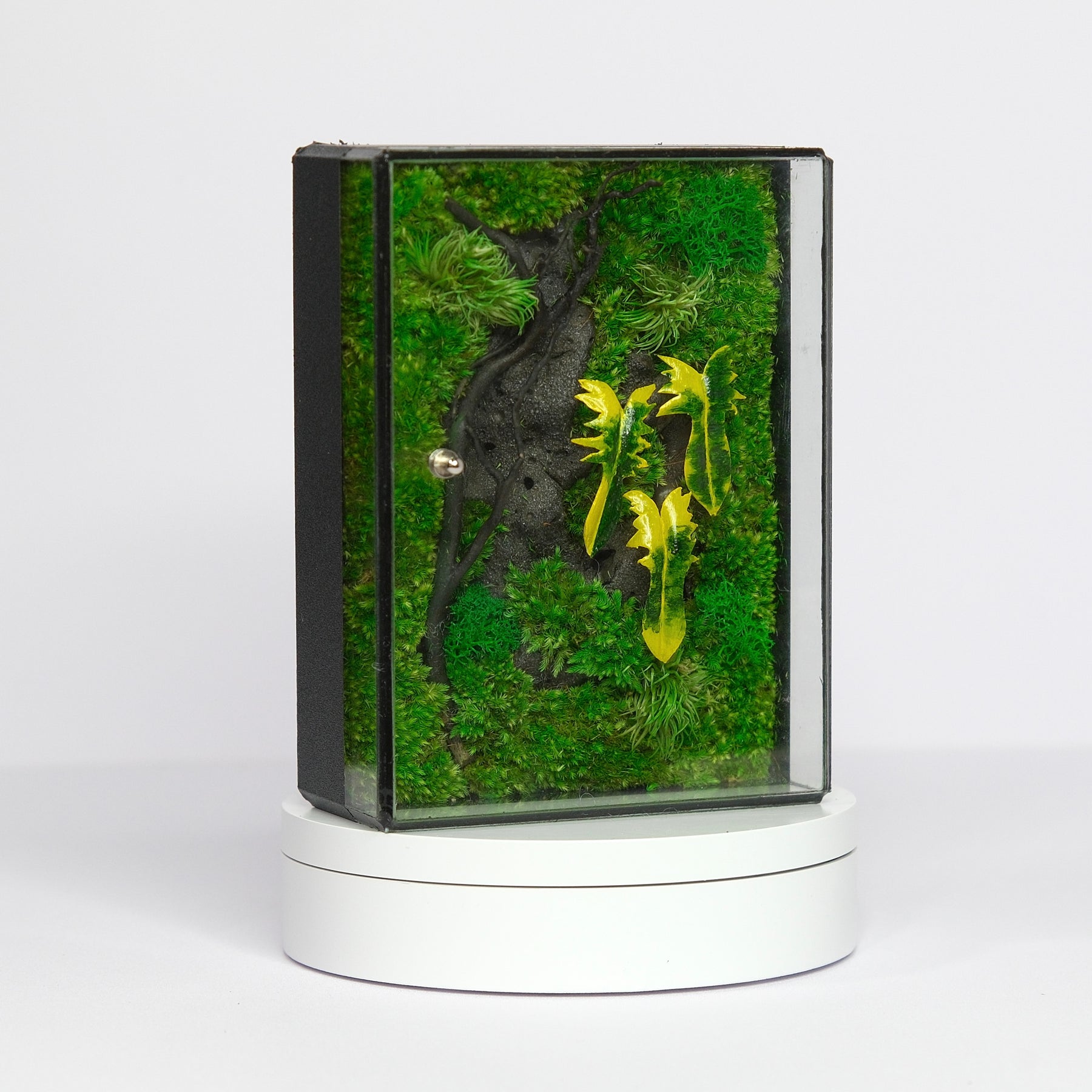 Jungle Terrarium Moss Art | Desk & Shelf Display | Glass Shadow Box