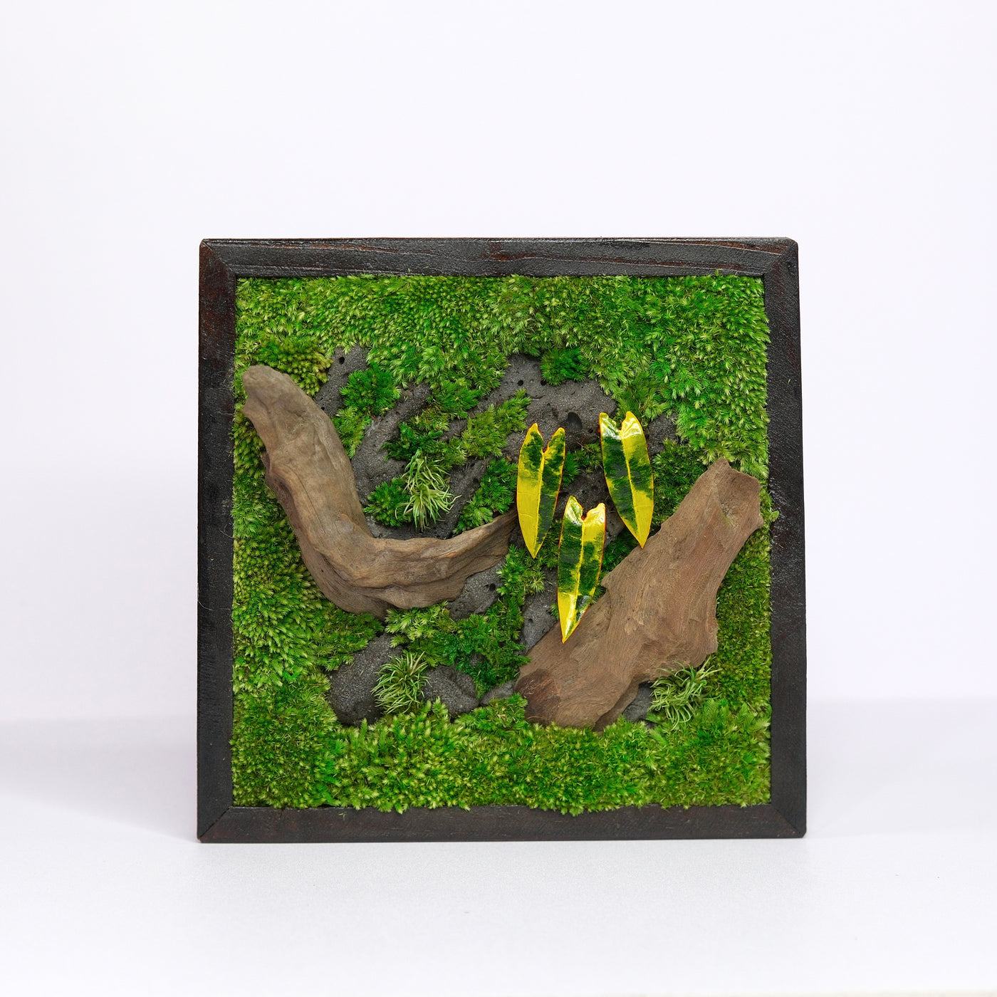 Golden Croton Moss Wall Art | Wall & Desk Display | Dark Wood Frame