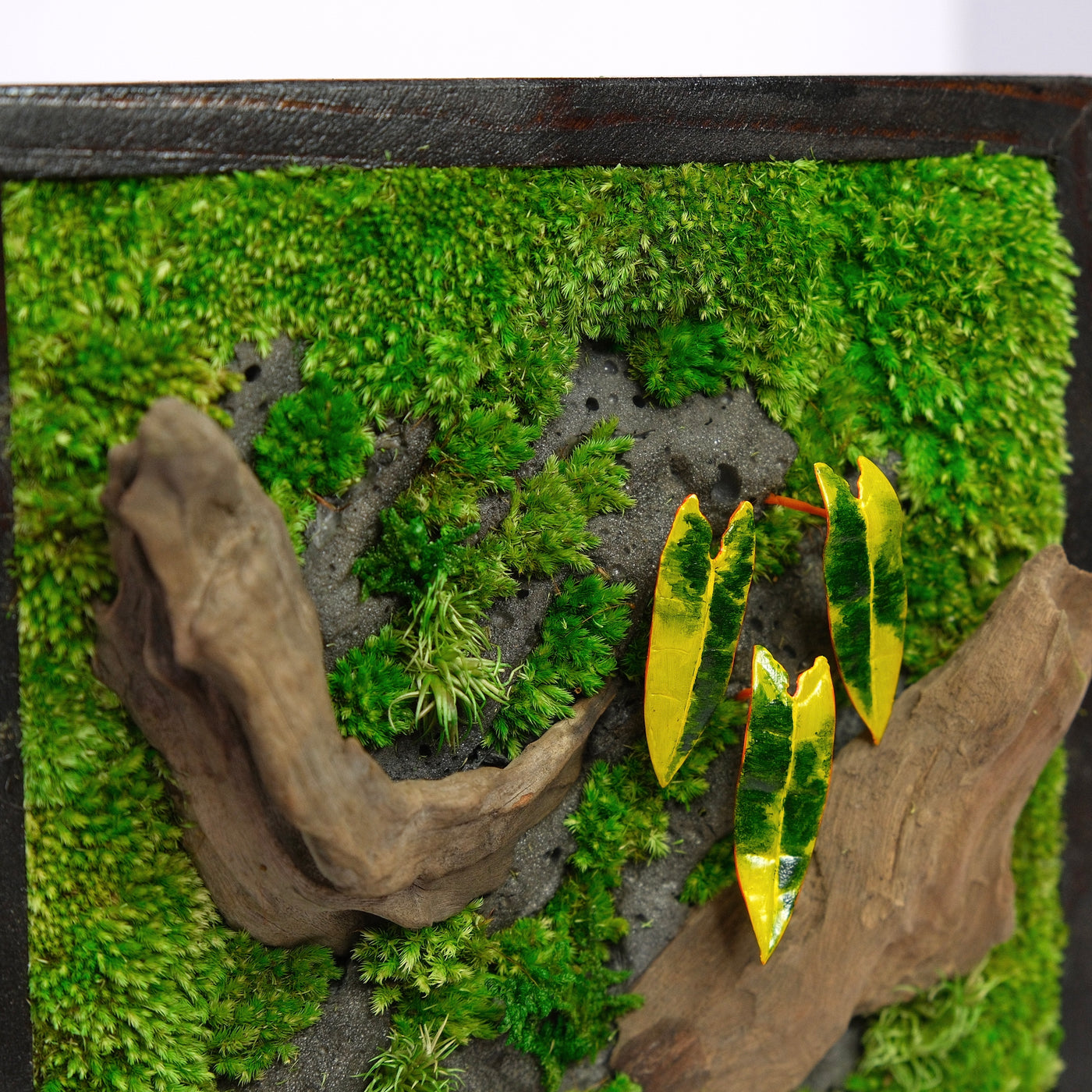 Golden Croton Moss Wall Art | Wall & Desk Display | Dark Wood Frame