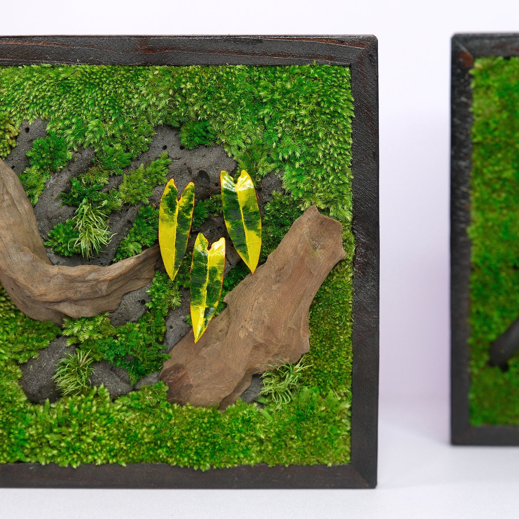 Golden Croton Moss Wall Art | Wall & Desk Display | Dark Wood Frame