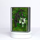 White Alocasia Moss Terrarium Art | Desk & Shelf Display | Glass Shadow Box