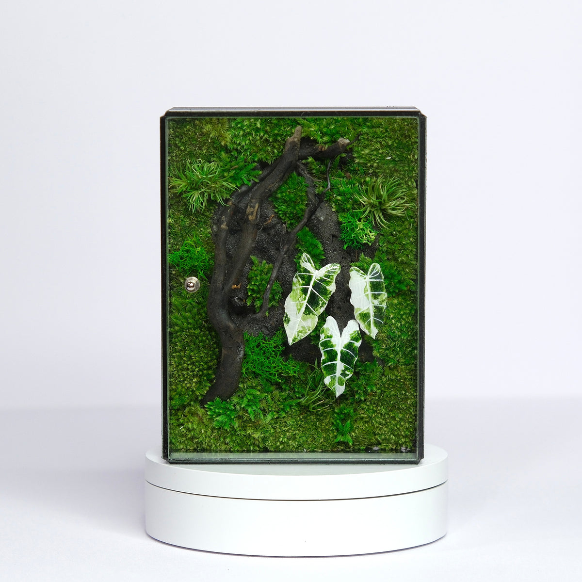 White Alocasia Moss Terrarium Art | Desk & Shelf Display | Glass Shadow Box