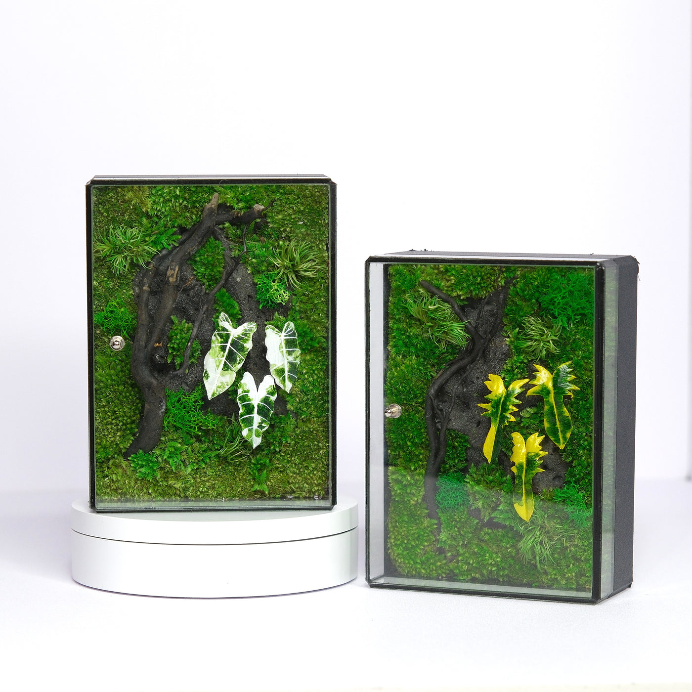 White Alocasia Moss Terrarium Art | Desk & Shelf Display | Glass Shadow Box
