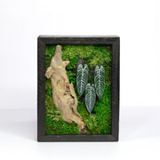 Signature Moss Wall Art | Wall & Desk Display | Branded Walnut Frame