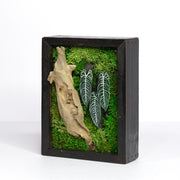 Signature Moss Wall Art | Wall & Desk Display | Branded Walnut Frame