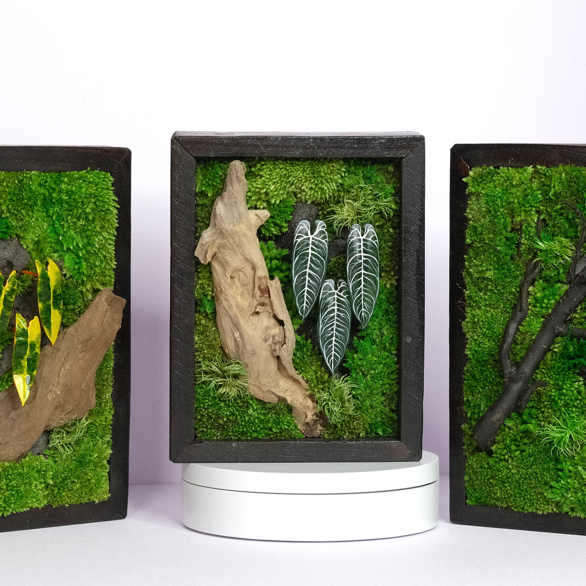 Signature Moss Wall Art | Wall & Desk Display | Branded Walnut Frame