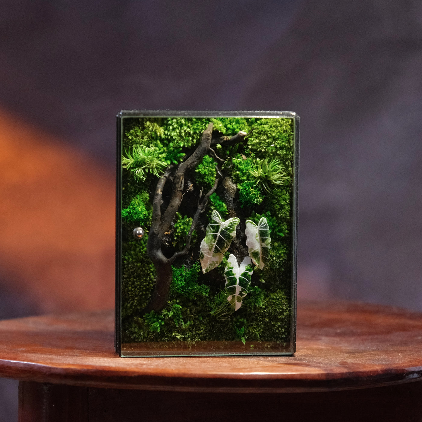 White Alocasia Moss Terrarium Art | Desk & Shelf Display | Glass Shadow Box