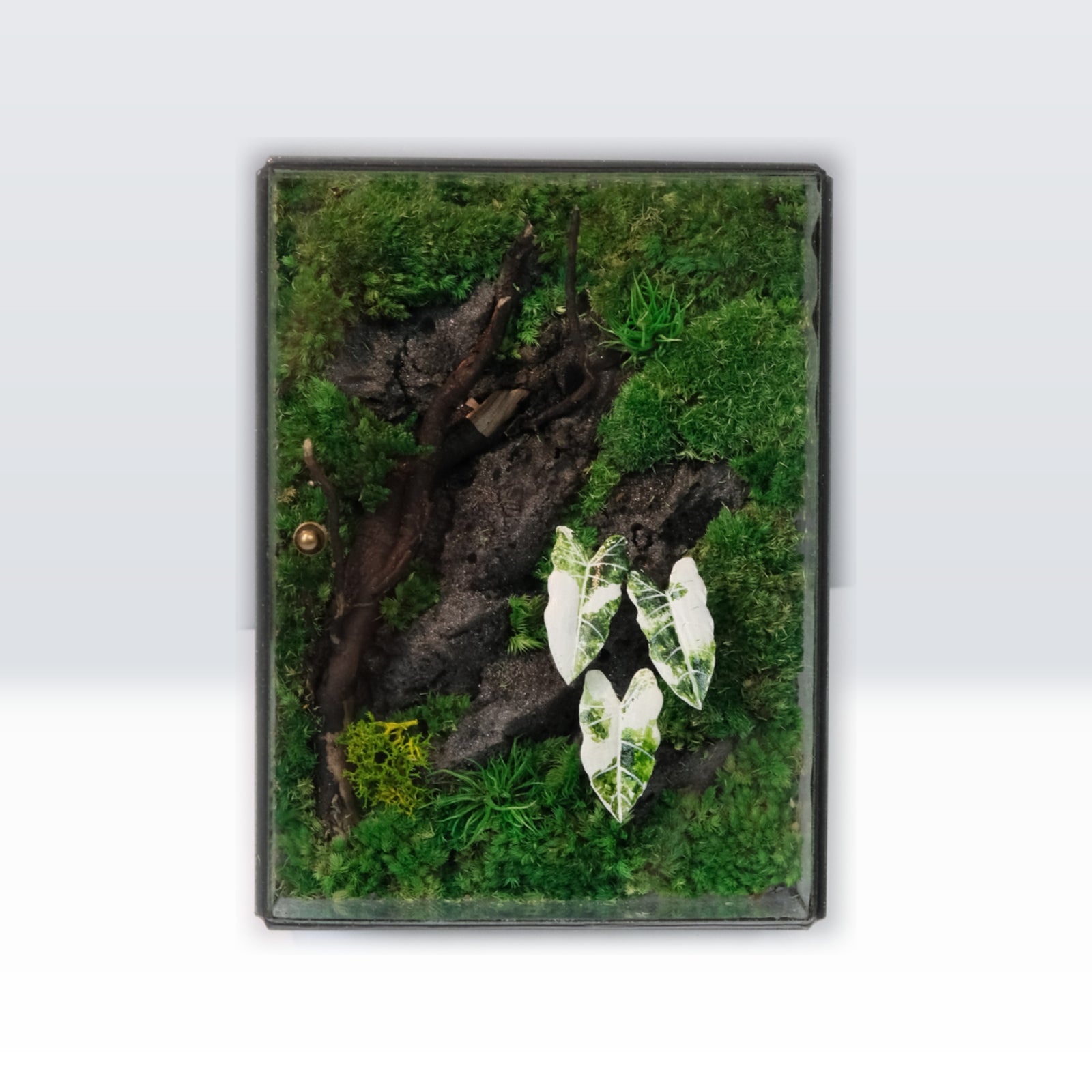 White Alocasia Moss Terrarium Art | Desk & Shelf Display | Glass Shadow Box
