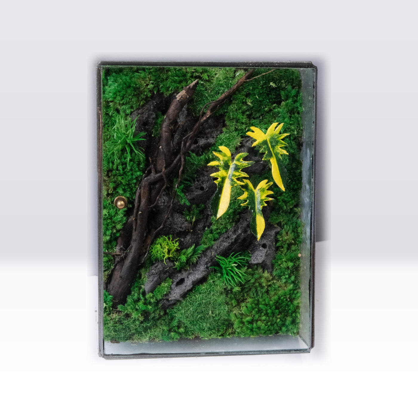 Jungle Terrarium Moss Art | Desk & Shelf Display | Glass Shadow Box