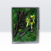Jungle Terrarium Moss Art | Desk & Shelf Display | Glass Shadow Box