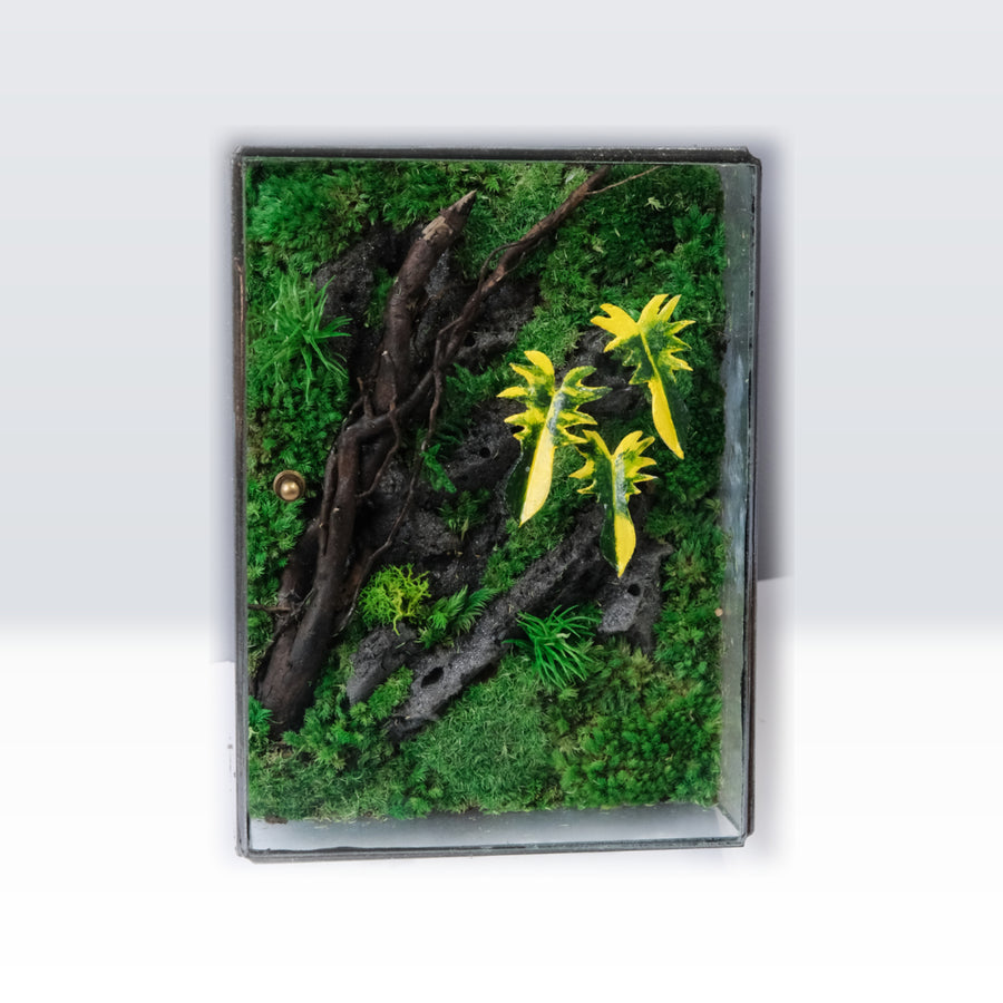 Jungle Terrarium Moss Art | Desk & Shelf Display | Glass Shadow Box
