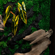Handcrafted Preserved Moss Wall Art – Natural Wood Frame | Zero Maintenance Home Décor