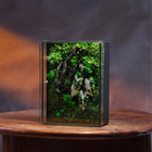 White Alocasia Moss Terrarium Art | Desk & Shelf Display | Glass Shadow Box