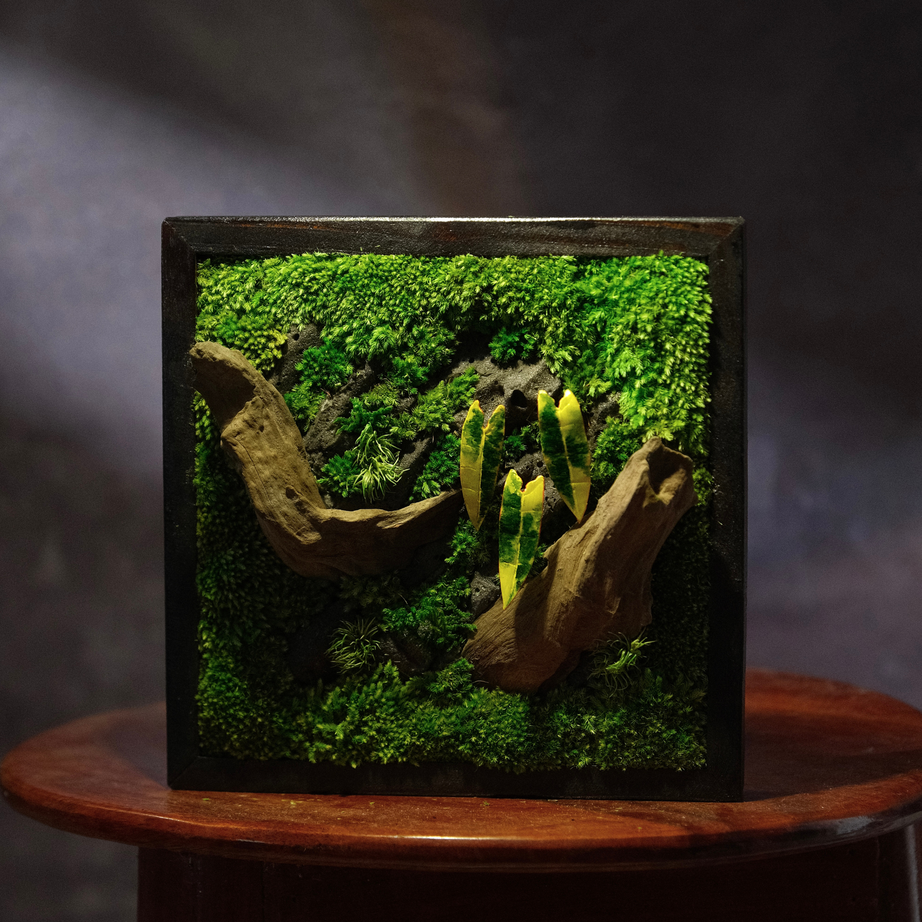 Golden Croton Moss Wall Art | Wall & Desk Display | Dark Wood Frame