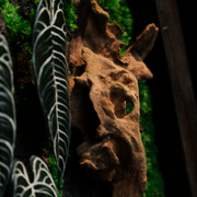 Handcrafted Preserved Moss Wall Art – Ebony Anthurium