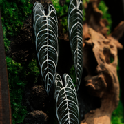 Handcrafted Preserved Moss Wall Art – Ebony Anthurium