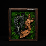 Handcrafted Preserved Moss Wall Art – Ebony Anthurium