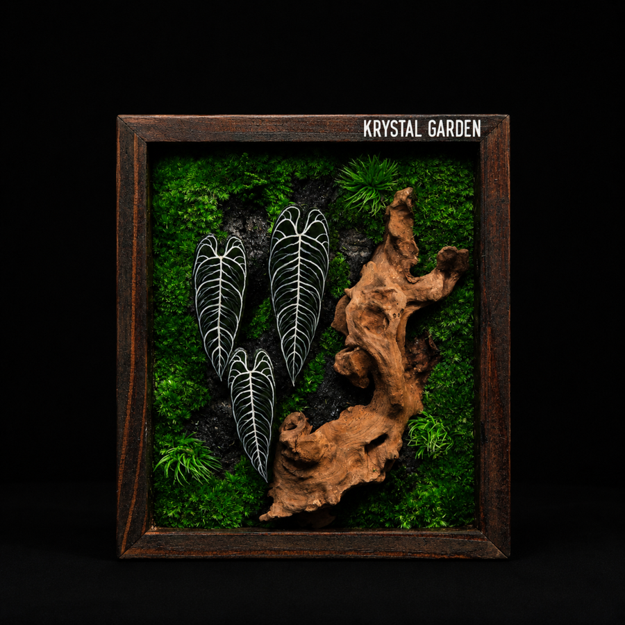 Handcrafted Preserved Moss Wall Art – Ebony Anthurium