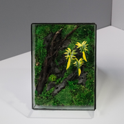 Jungle Terrarium Moss Wall Art – Driftwood & Tropical Plants | Glass Shadow Box Frame