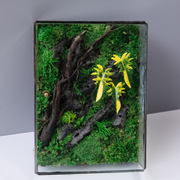 Jungle Terrarium Moss Wall Art – Driftwood & Tropical Plants | Glass Shadow Box Frame