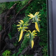 Jungle Terrarium Moss Wall Art – Driftwood & Tropical Plants | Glass Shadow Box Frame