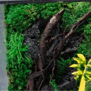 Jungle Terrarium Moss Wall Art – Driftwood & Tropical Plants | Glass Shadow Box Frame