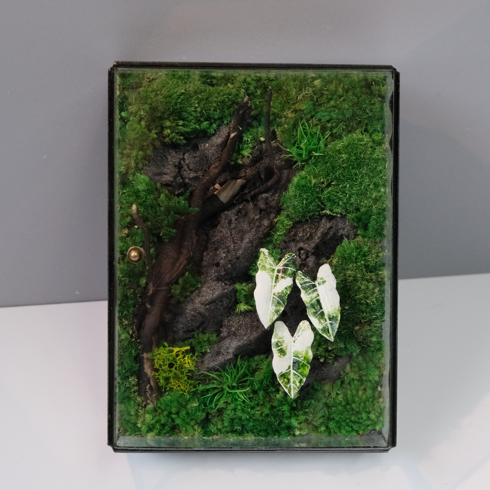 White Alocasia Moss Terrarium Art – Driftwood & Preserved Moss | Glass Shadow Box