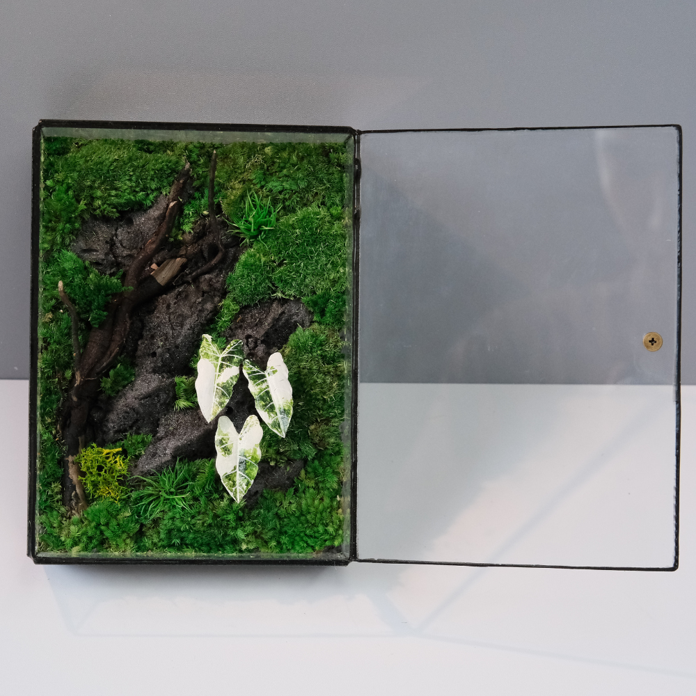 White Alocasia Moss Terrarium Art – Driftwood & Preserved Moss | Glass Shadow Box