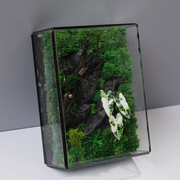 White Alocasia Moss Terrarium Art – Driftwood & Preserved Moss | Glass Shadow Box