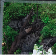 White Alocasia Moss Terrarium Art – Driftwood & Preserved Moss | Glass Shadow Box