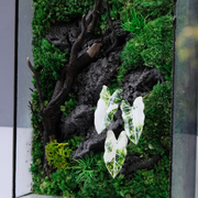 White Alocasia Moss Terrarium Art – Driftwood & Preserved Moss | Glass Shadow Box
