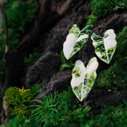 White Alocasia Moss Terrarium Art – Driftwood & Preserved Moss | Glass Shadow Box