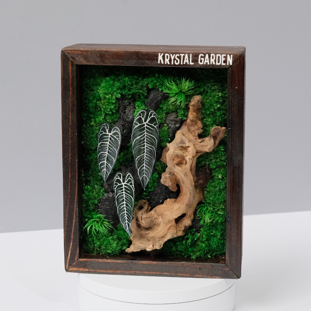 Signature Moss Wall Art | Wall & Desk Display | Branded Walnut Frame