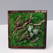 Silver Alocasia Moss Wall Art – Driftwood & Preserved Moss | Dark Wood Frame