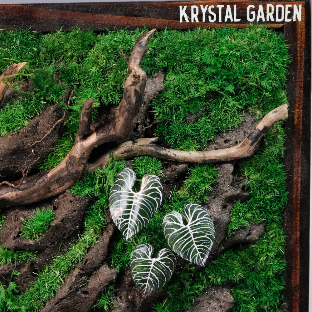 Silver Alocasia Moss Wall Art – Driftwood & Preserved Moss | Dark Wood Frame