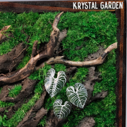 Silver Alocasia Moss Wall Art – Driftwood & Preserved Moss | Dark Wood Frame