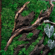 Silver Alocasia Moss Wall Art – Driftwood & Preserved Moss | Dark Wood Frame