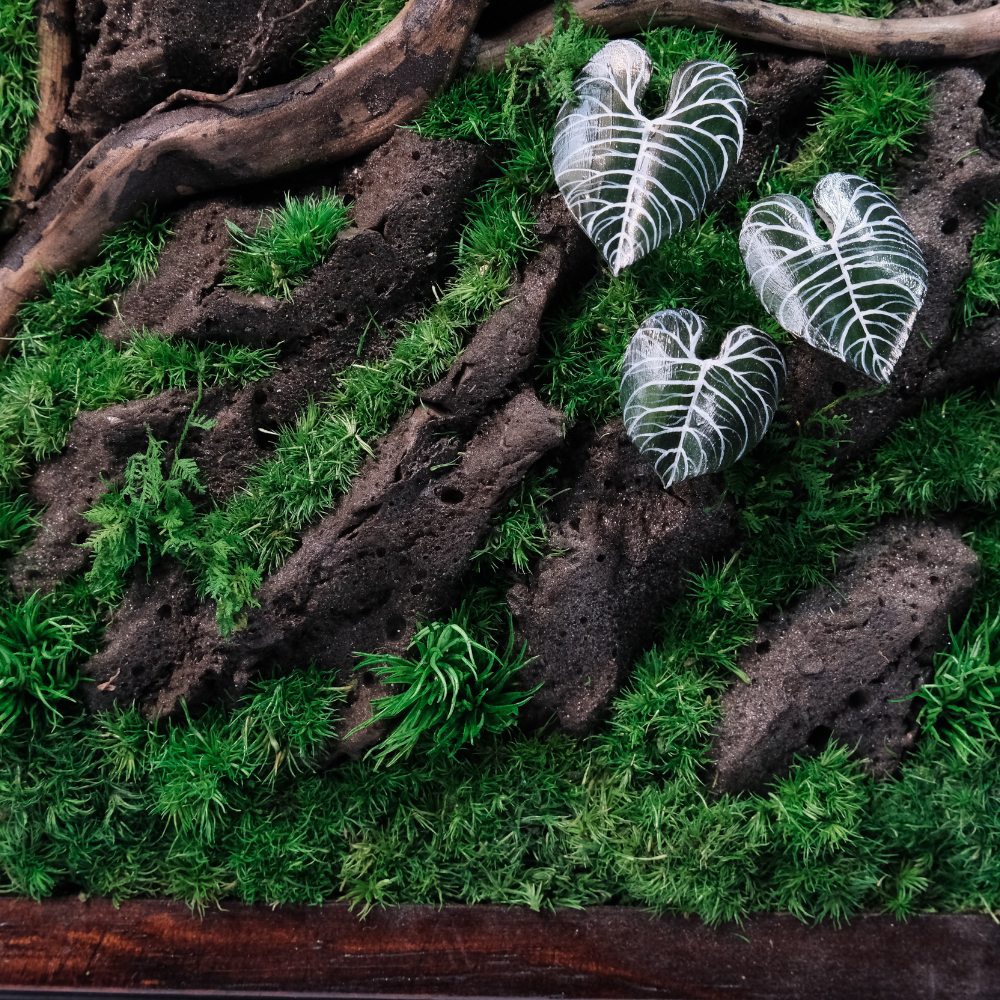 Silver Alocasia Moss Wall Art – Driftwood & Preserved Moss | Dark Wood Frame