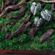 Silver Alocasia Moss Wall Art – Driftwood & Preserved Moss | Dark Wood Frame