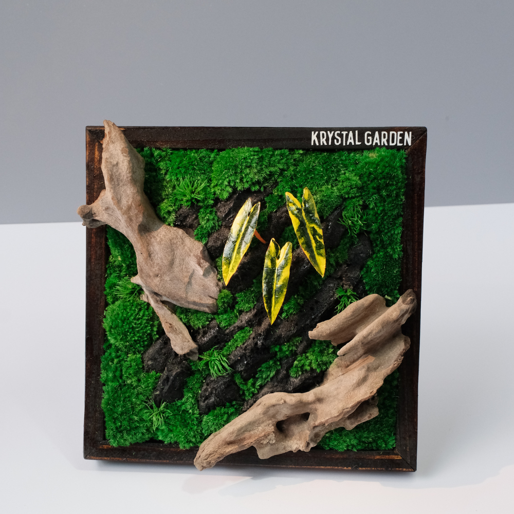 Golden Croton Moss Wall Art – Driftwood & Preserved Moss | Dark Wood Frame