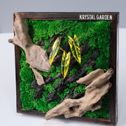 Golden Croton Moss Wall Art – Driftwood & Preserved Moss | Dark Wood Frame