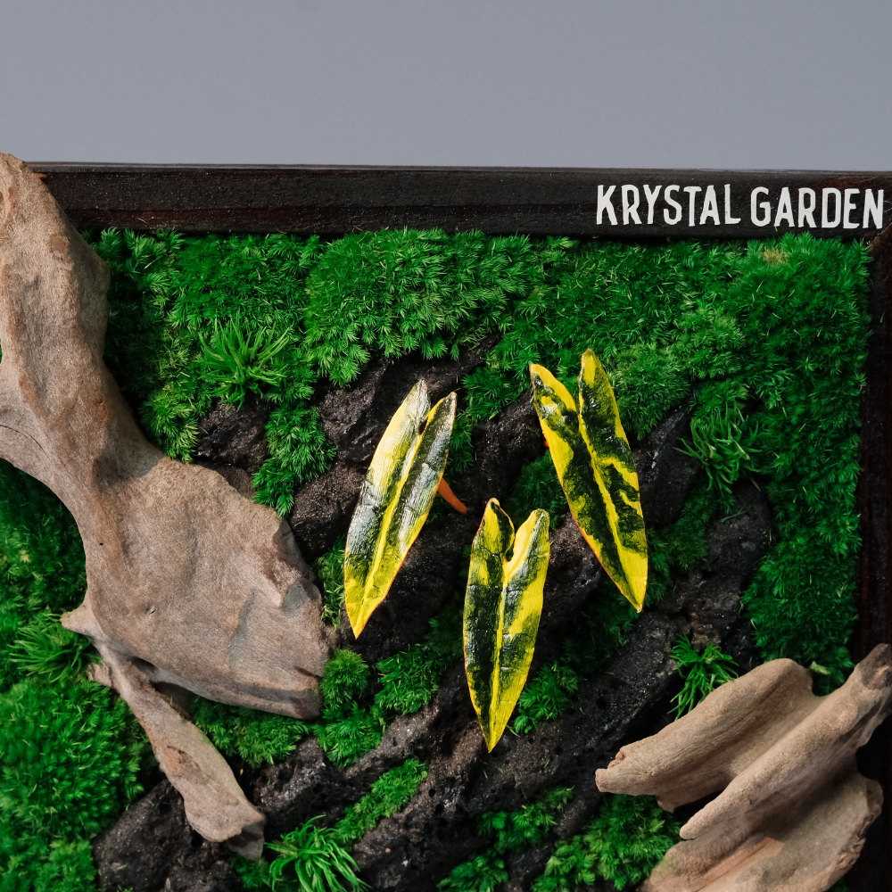 Golden Croton Moss Wall Art – Driftwood & Preserved Moss | Dark Wood Frame