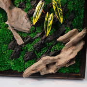 Golden Croton Moss Wall Art – Driftwood & Preserved Moss | Dark Wood Frame