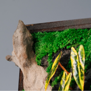 Golden Croton Moss Wall Art – Driftwood & Preserved Moss | Dark Wood Frame