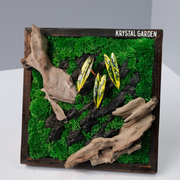 Golden Croton Moss Wall Art – Driftwood & Preserved Moss | Dark Wood Frame