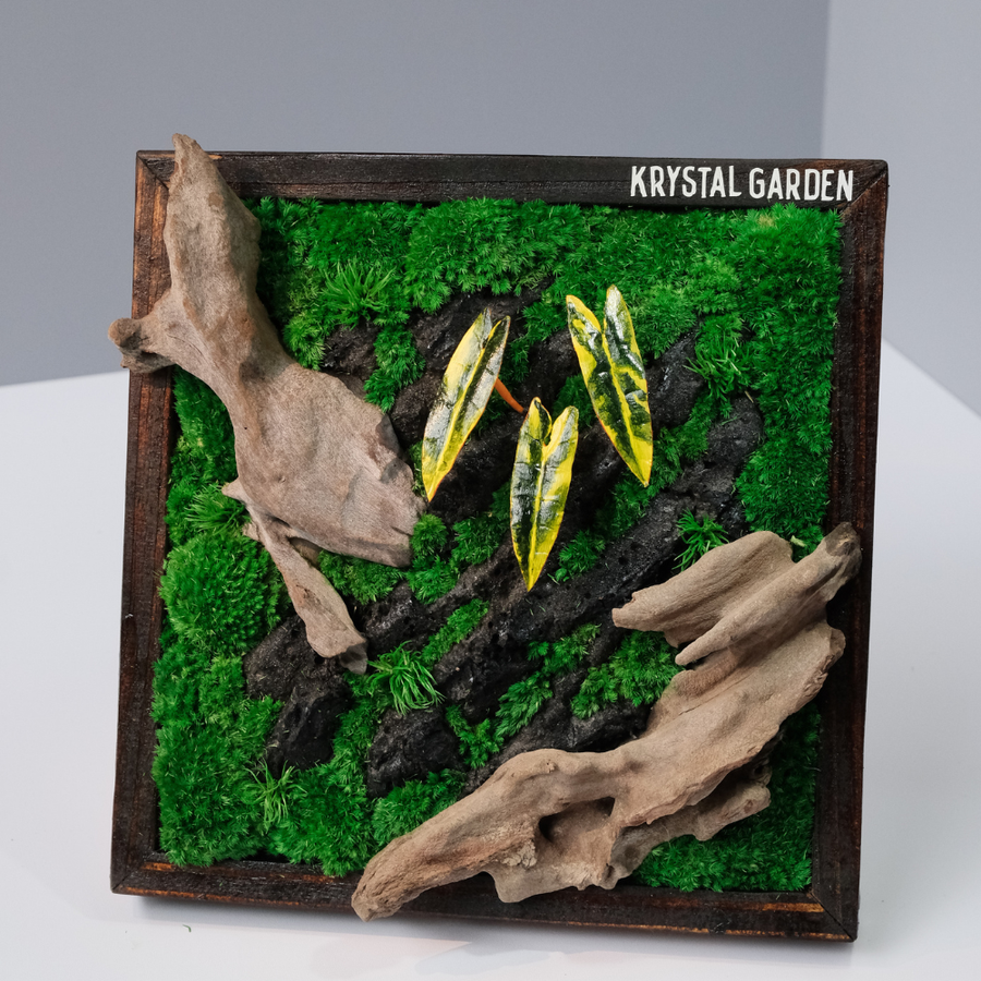 Golden Croton Moss Wall Art – Driftwood & Preserved Moss | Dark Wood Frame