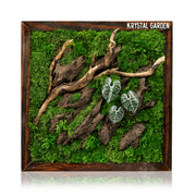 Silver Alocasia Moss Wall Art | Wall & Desk Display | Dark Wood Frame