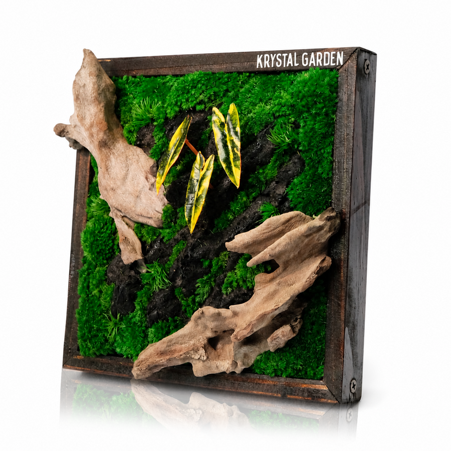 Golden Croton Moss Wall Art | Wall & Desk Display | Dark Wood Frame