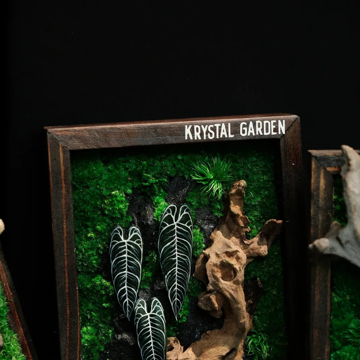 Alocasia Moss Wall: Silver Vein — Medium - image 1